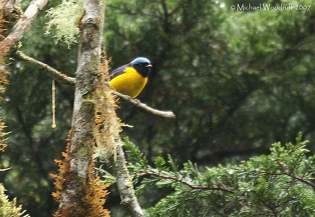 Photo (3): Antillean Euphonia