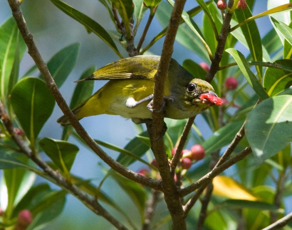 Photo (9): Yellow-throated Euphonia