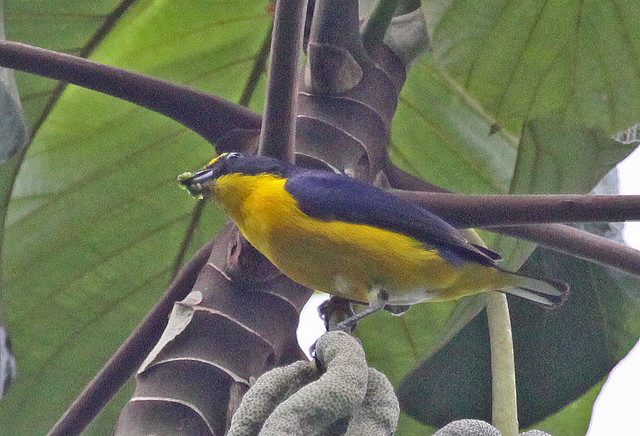 Photo (11): Yellow-throated Euphonia