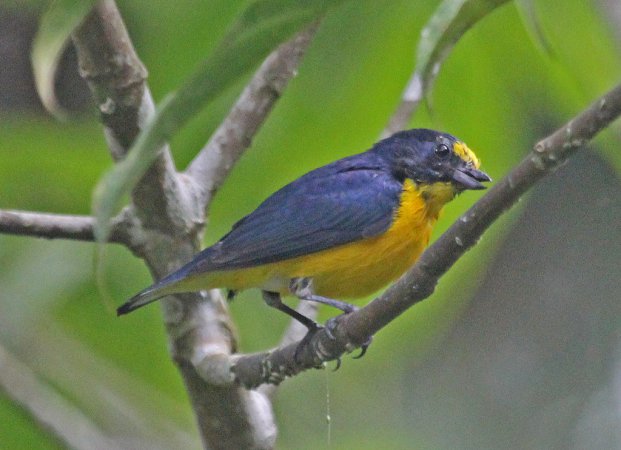 Photo (8): Yellow-throated Euphonia