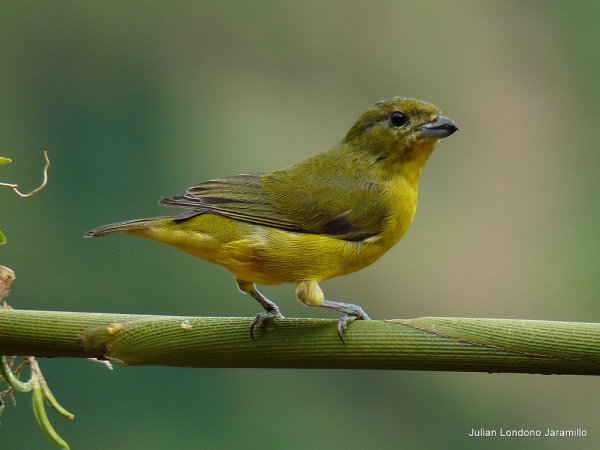 Photo (10): Thick-billed Euphonia
