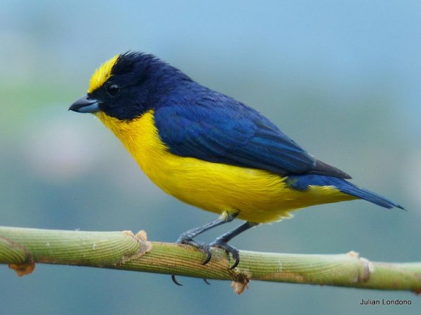 Photo (2): Thick-billed Euphonia