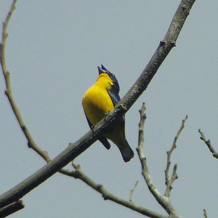 Photo (9): Thick-billed Euphonia