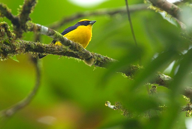 Photo (8): Thick-billed Euphonia