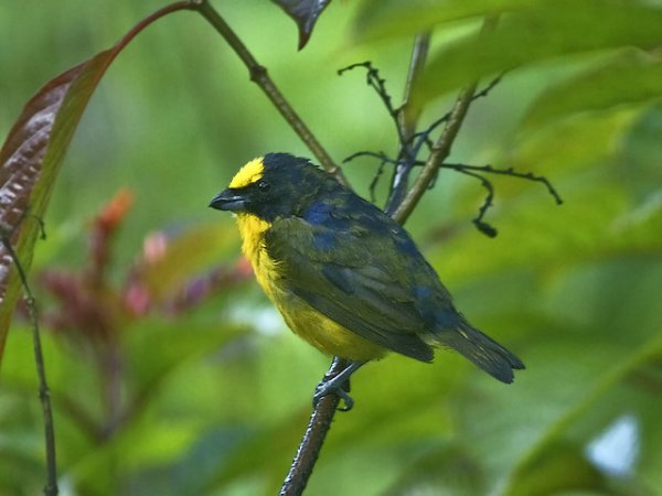 Photo (4): Thick-billed Euphonia
