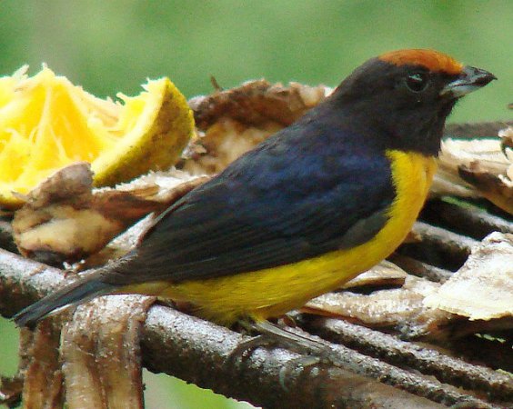 Photo (8): Orange-bellied Euphonia