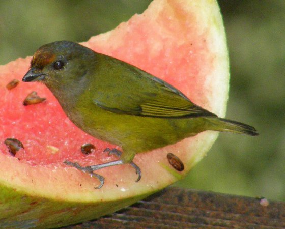 Photo (9): Orange-bellied Euphonia