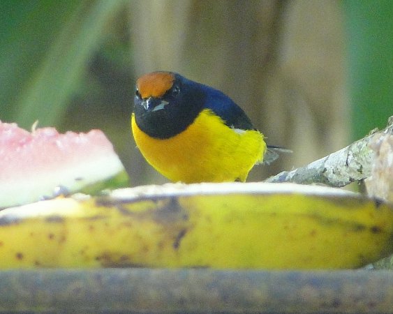 Photo (13): Orange-bellied Euphonia