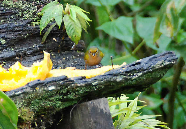 Photo (6): Orange-bellied Euphonia