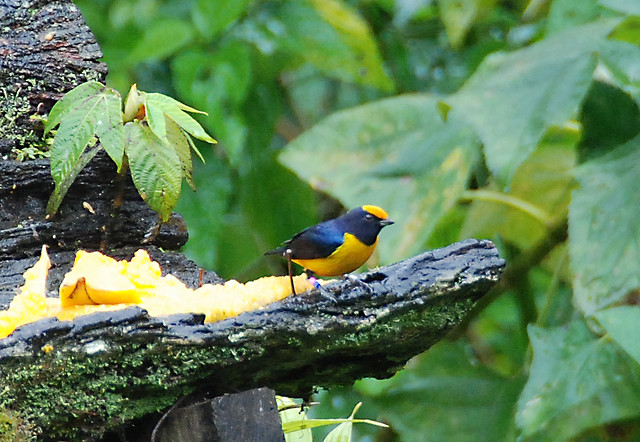 Photo (3): Orange-bellied Euphonia