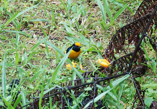 Photo (7): Orange-bellied Euphonia