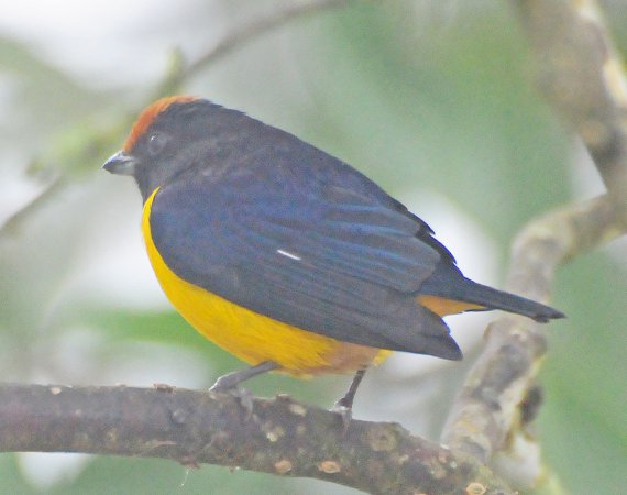 Photo (14): Orange-bellied Euphonia