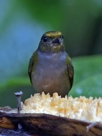Photo (2): Orange-bellied Euphonia