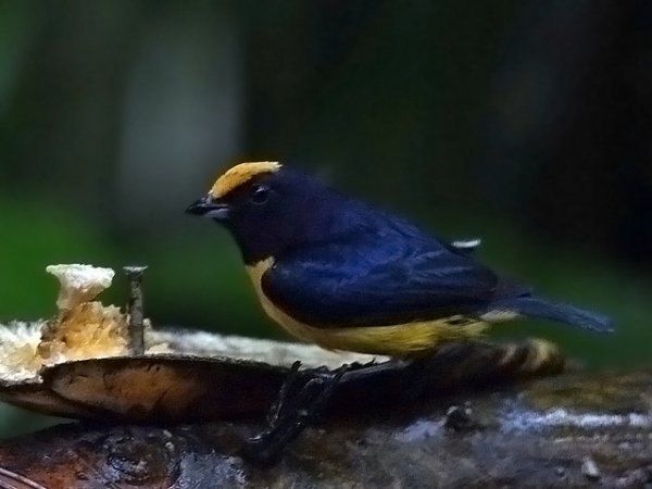 Photo (5): Orange-bellied Euphonia
