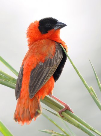 Photo (2): Orange Bishop
