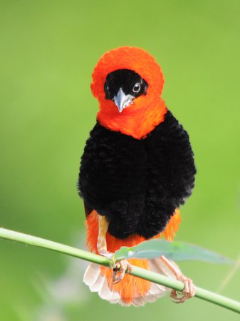 Photo (5): Orange Bishop