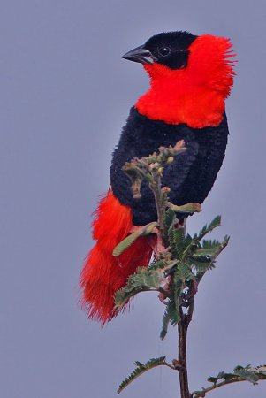 Photo (6): Orange Bishop