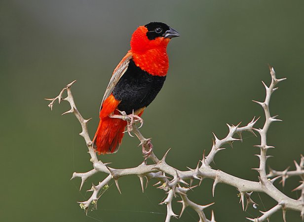 Photo (4): Orange Bishop