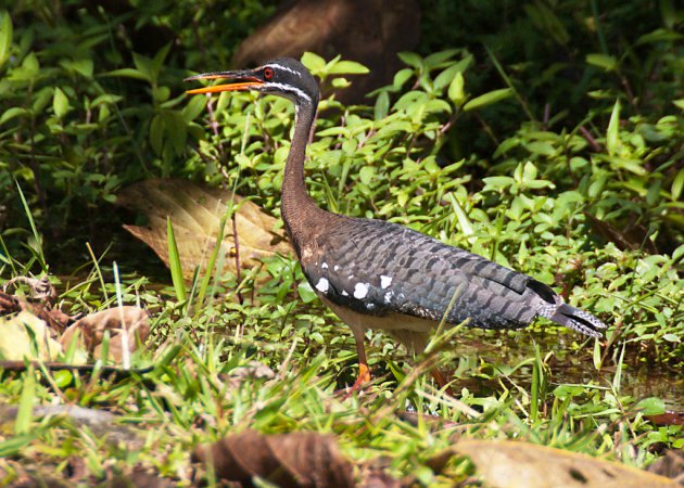 Photo (8): Sunbittern