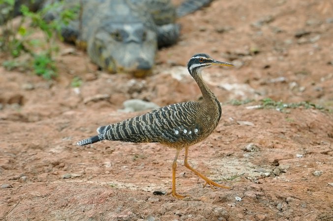Photo (11): Sunbittern