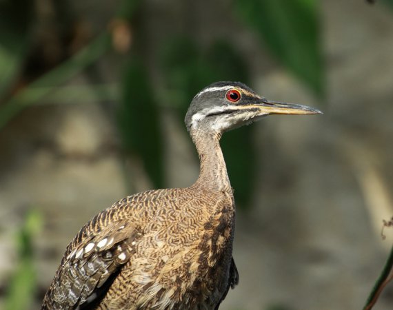 Photo (12): Sunbittern