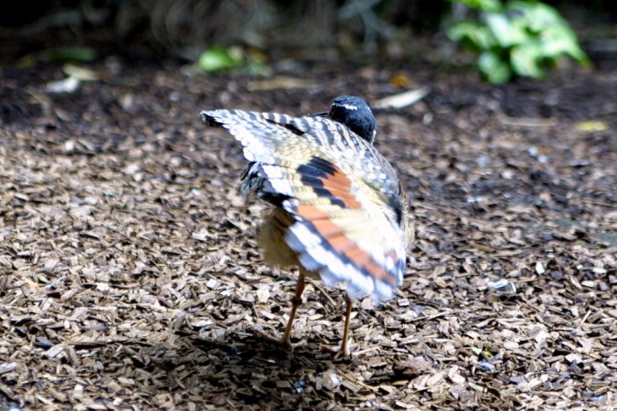 Photo (10): Sunbittern