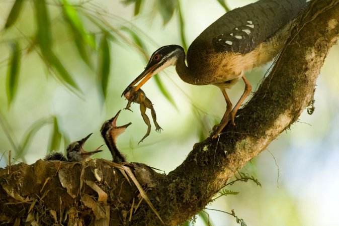 Photo (15): Sunbittern