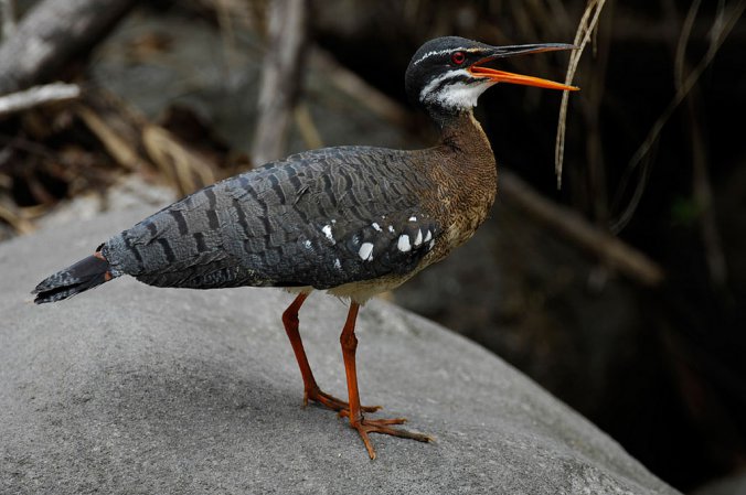 Photo (18): Sunbittern