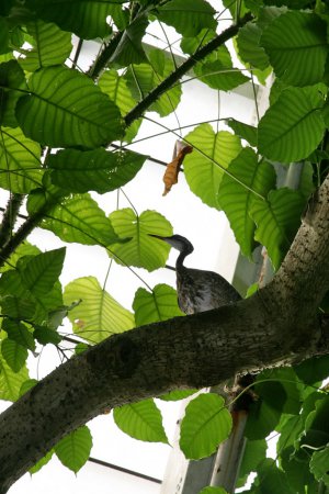 Photo (14): Sunbittern