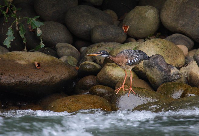 Photo (6): Sunbittern