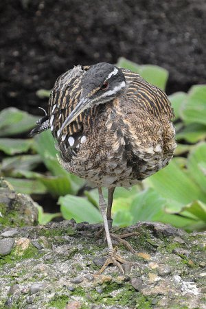 Photo (7): Sunbittern