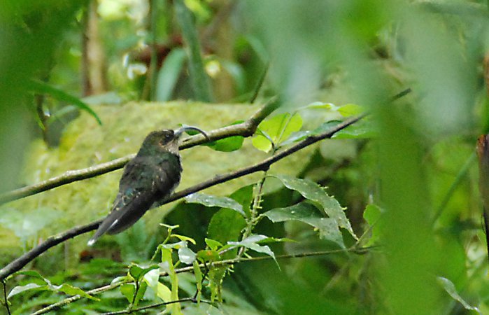 Photo (2): White-tipped Sicklebill