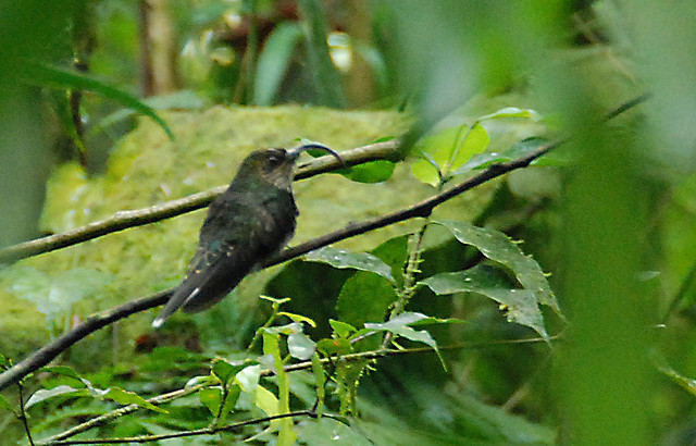Photo (1): White-tipped Sicklebill