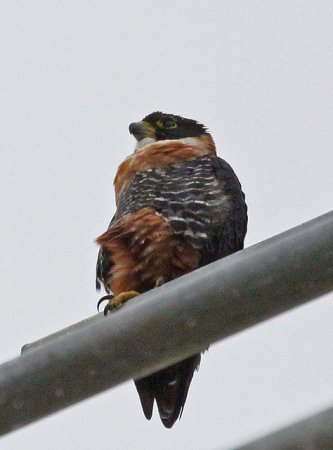 Photo (1): Orange-breasted Falcon