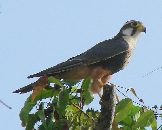 Photo (17): Aplomado Falcon