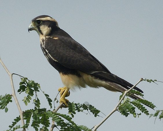 Photo (13): Aplomado Falcon