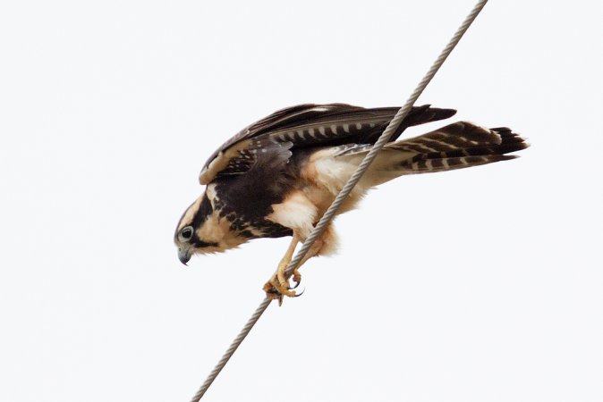 Photo (21): Aplomado Falcon