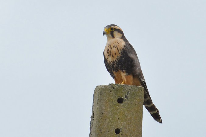 Photo (3): Aplomado Falcon