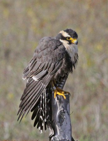 Photo (7): Aplomado Falcon