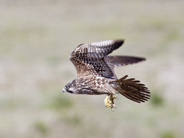 Photo (15): Peregrine Falcon