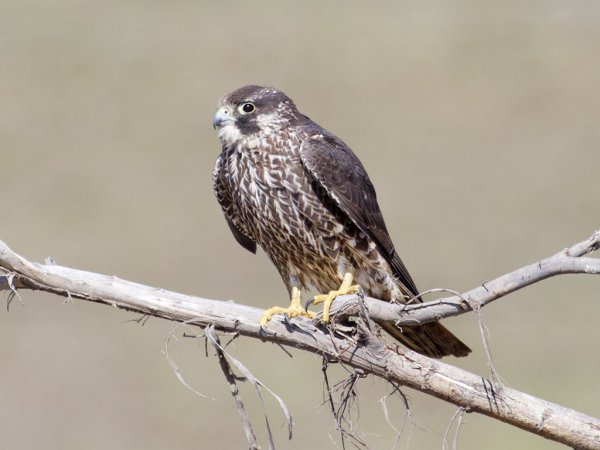 Photo (19): Peregrine Falcon