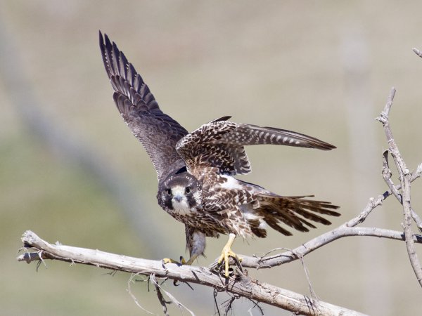 Photo (16): Peregrine Falcon