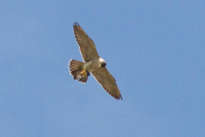 Photo (8): Peregrine Falcon