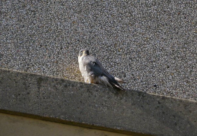 Photo (9): Peregrine Falcon