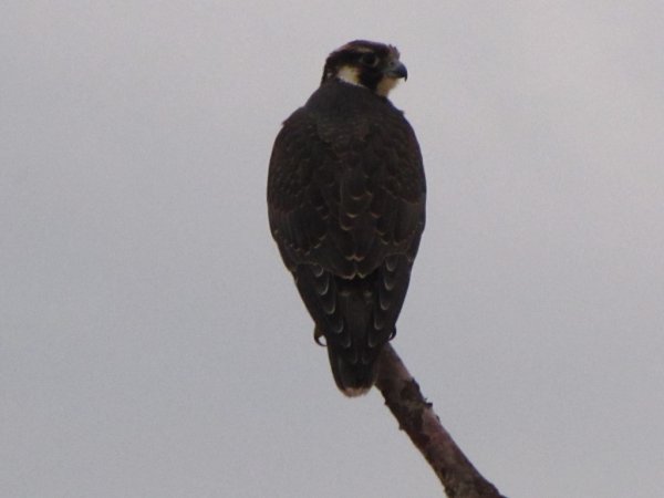 Photo (14): Peregrine Falcon