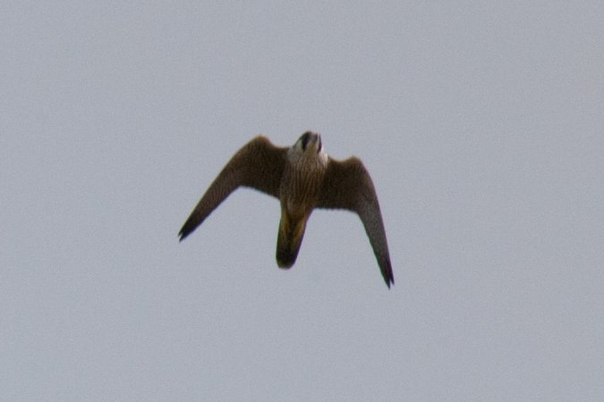 Photo (10): Peregrine Falcon