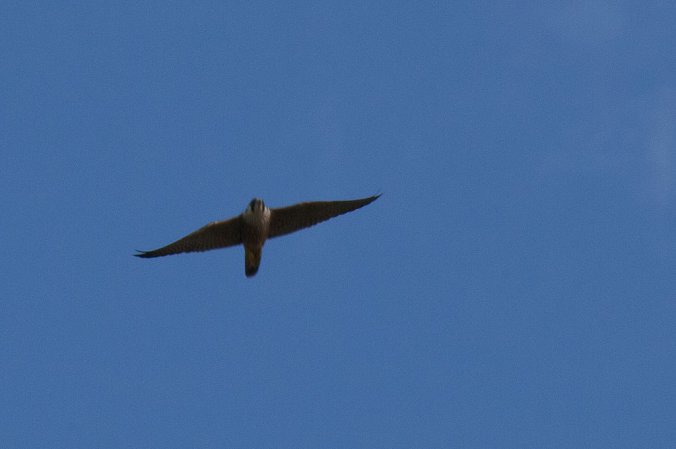 Photo (12): Peregrine Falcon