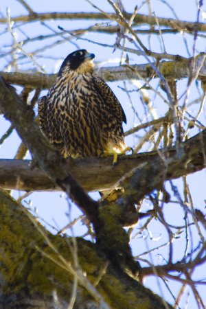 Photo (18): Peregrine Falcon