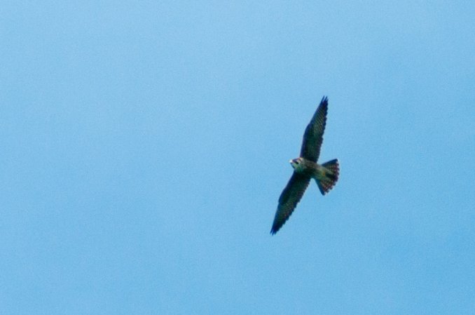 Photo (11): Peregrine Falcon