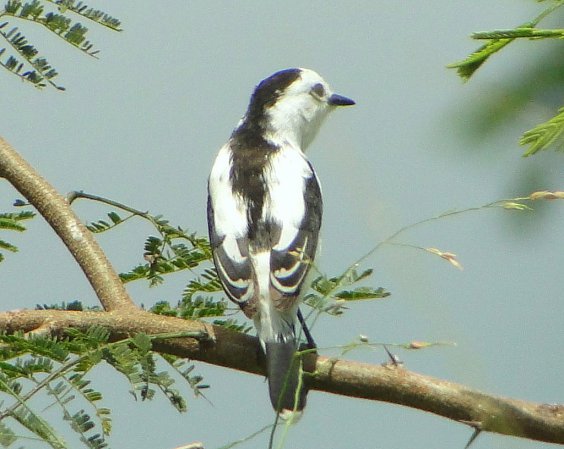 Photo (10): Pied Water-Tyrant